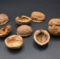 核桃殼屬于什么垃圾分類,應該扔什么垃圾桶